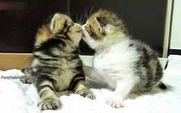 Khi mèo nghịch ngợm